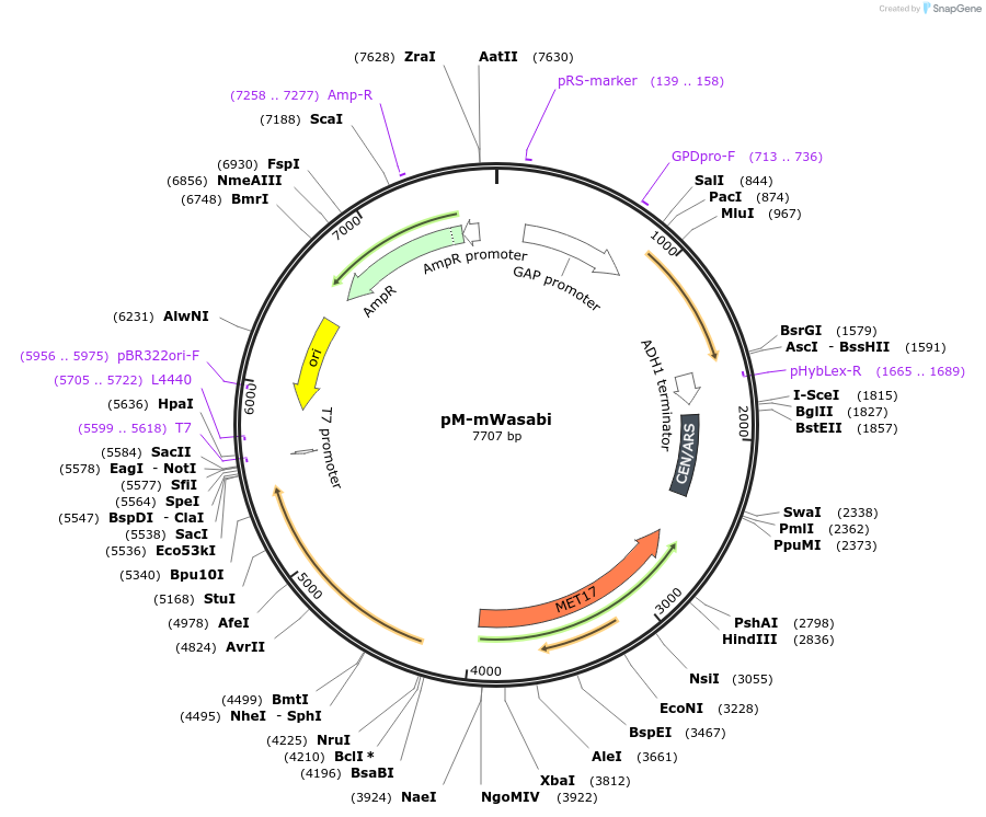 176554-plasmid-map-sequence-id-350308