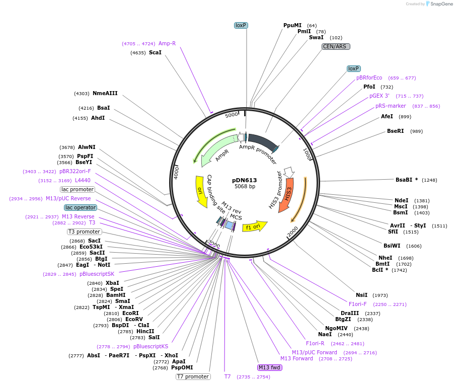 175373-plasmid-map-sequence-id-350309