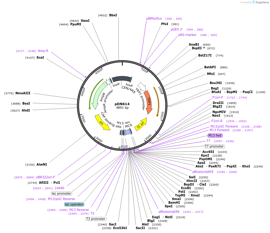 175374-plasmid-map-sequence-id-350311