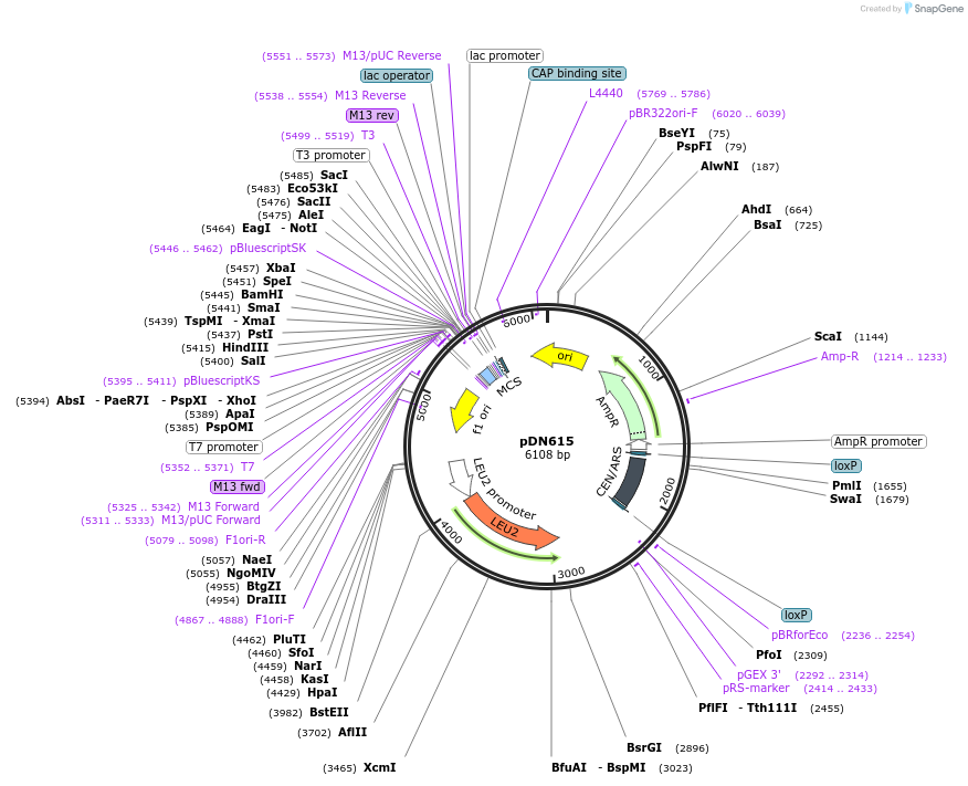 175375-plasmid-map-sequence-id-350312
