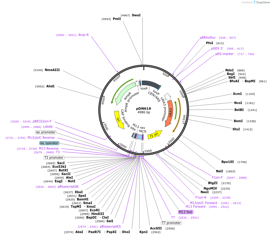 175376-plasmid-map-sequence-id-350313