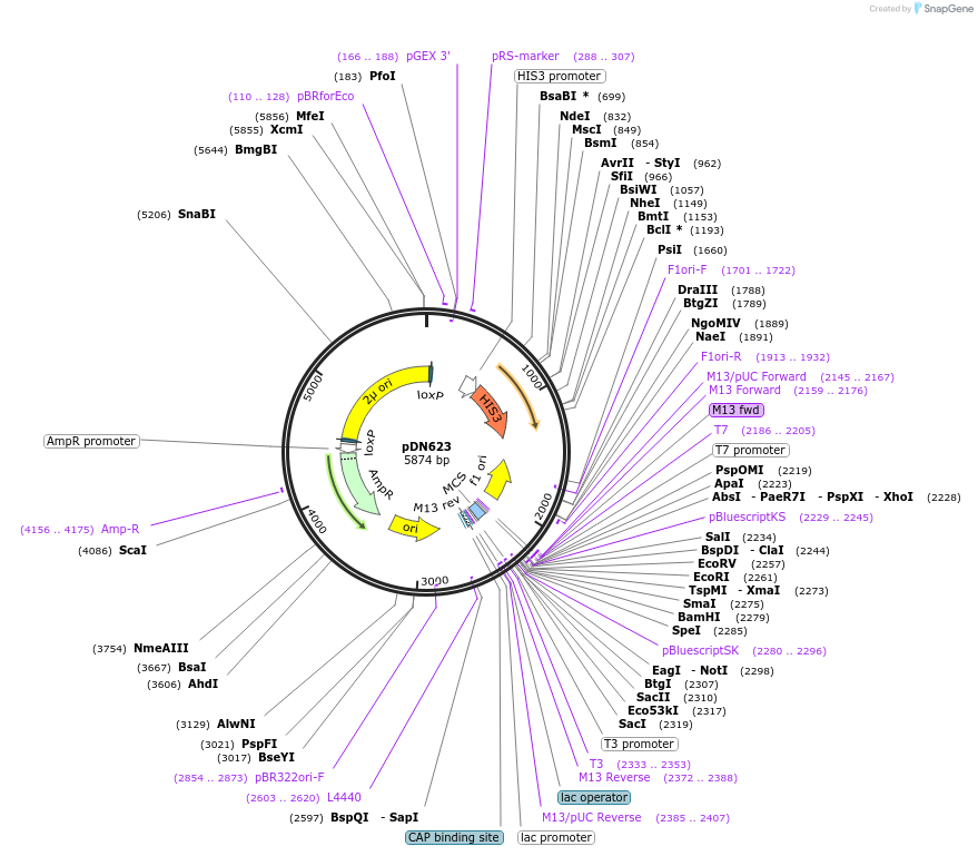 175377-plasmid-map-sequence-id-350315