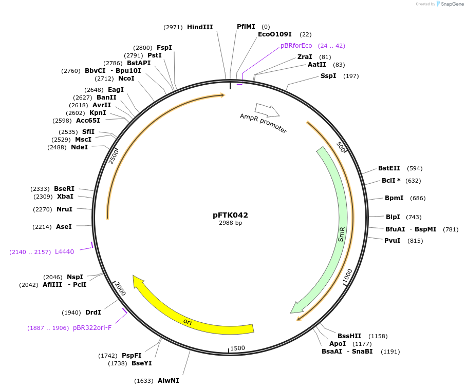 171314-plasmid-map-sequence-id-350320