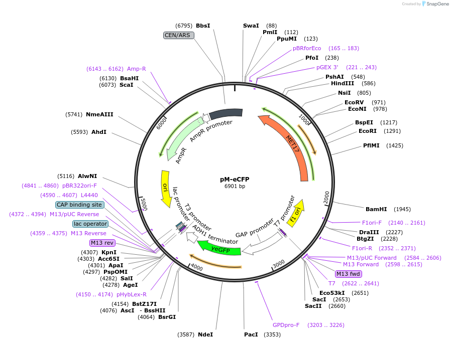 176558-plasmid-map-sequence-id-350321
