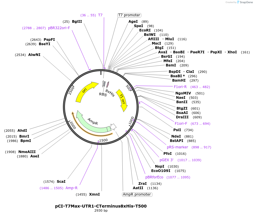 178419-plasmid-map-sequence-id-350334