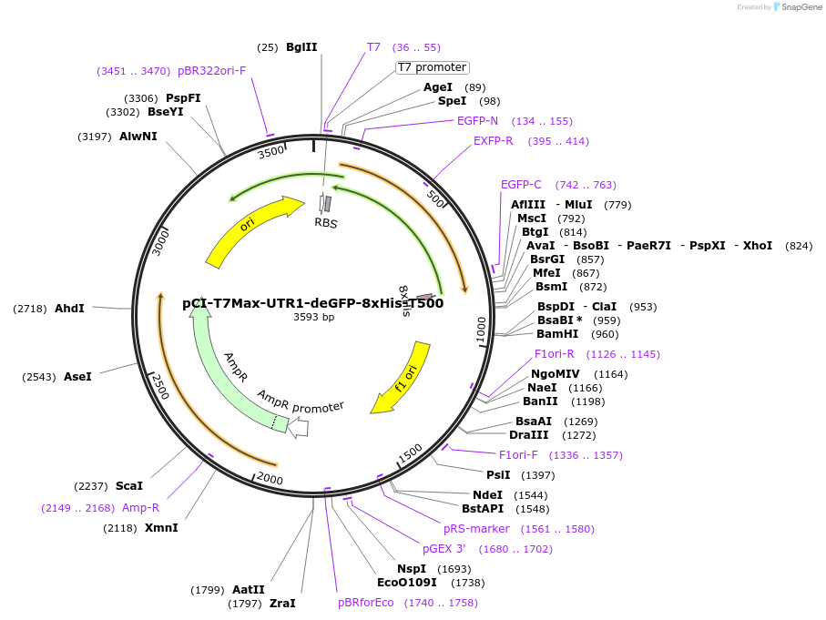 178422-plasmid-map-sequence-id-350353