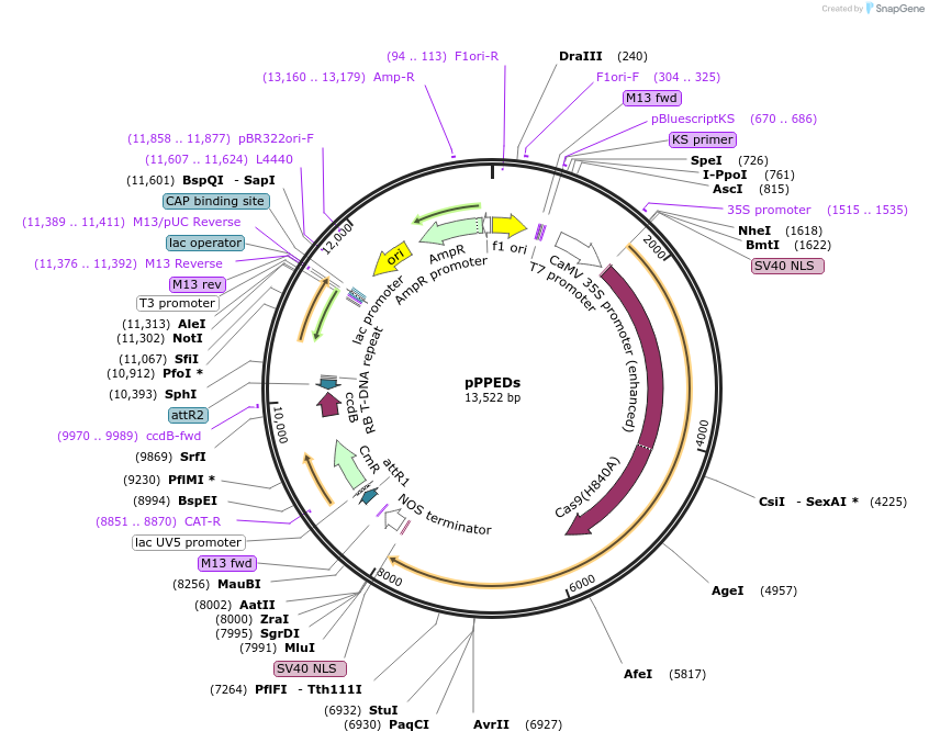 162469-plasmid-map-sequence-id-350377