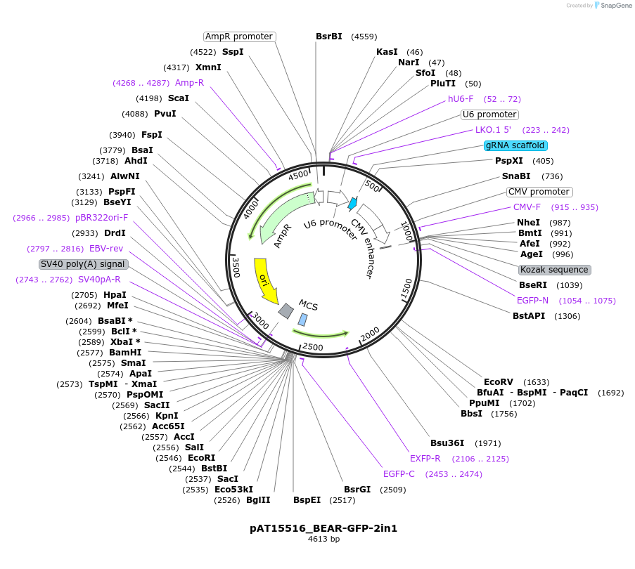 174082-plasmid-map-sequence-id-350382
