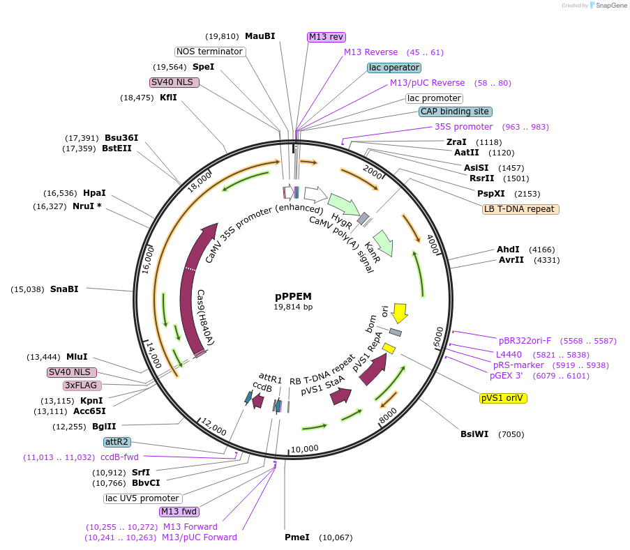 162467-plasmid-map-sequence-id-350385