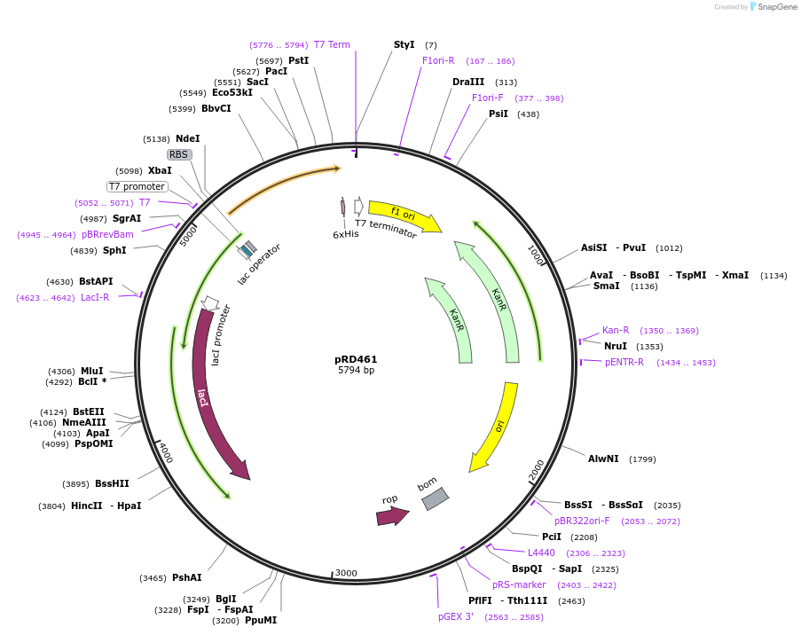 178198-plasmid-map-sequence-id-350399