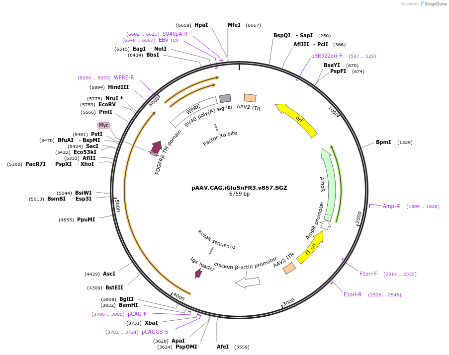 178334-plasmid-map-sequence-id-350416