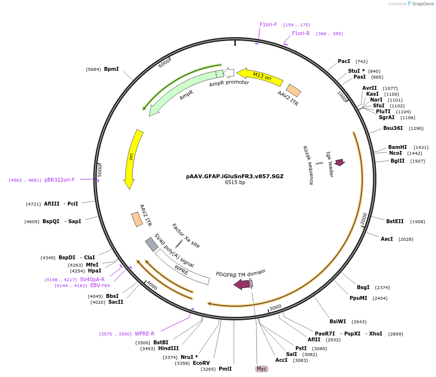 178337-plasmid-map-sequence-id-350432