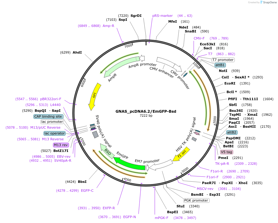 176976-plasmid-map-sequence-id-350512