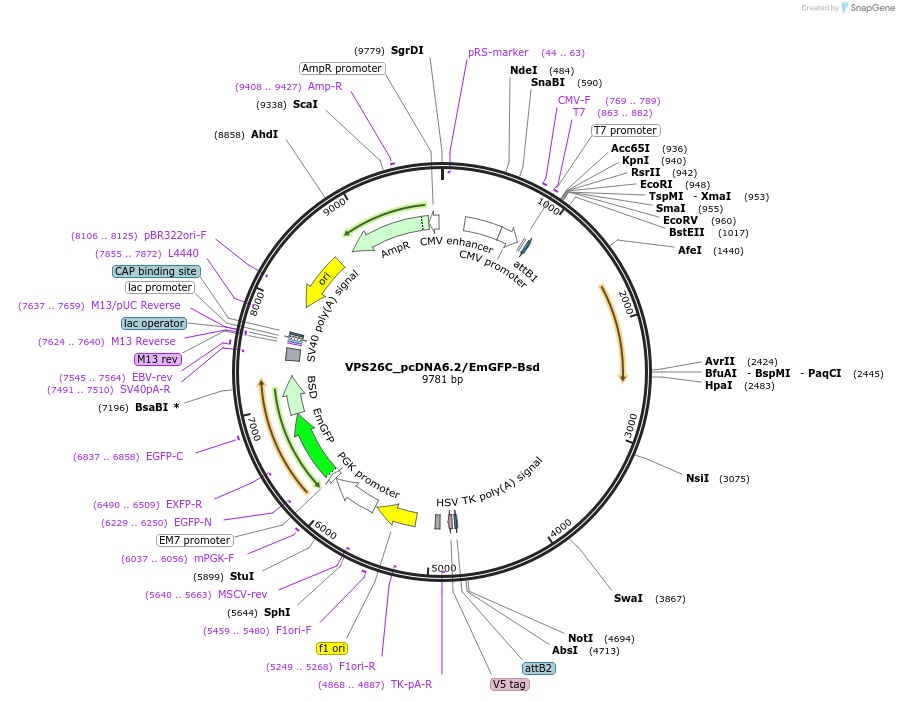 176982-plasmid-map-sequence-id-350515