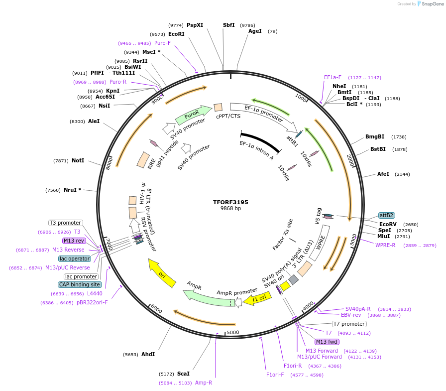 144671-plasmid-map-sequence-id-350517