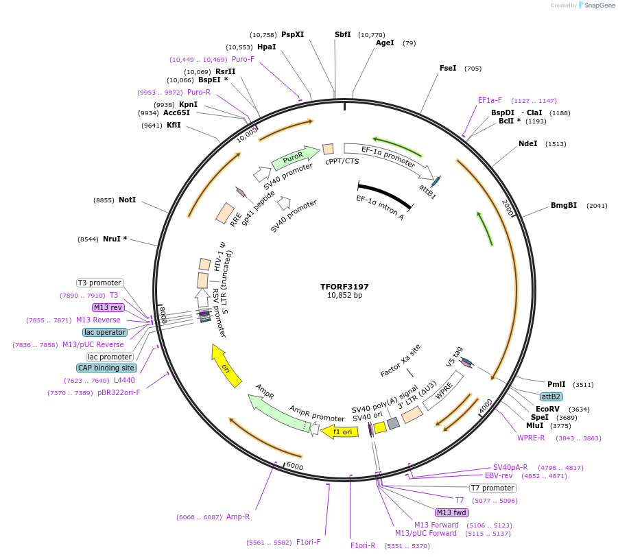 144673-plasmid-map-sequence-id-350529