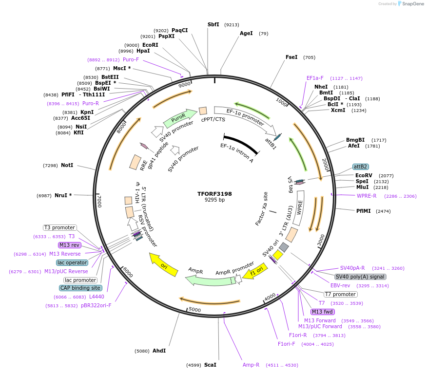 144674-plasmid-map-sequence-id-350531