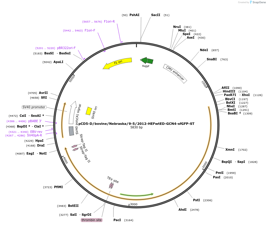 175019-plasmid-map-sequence-id-350532