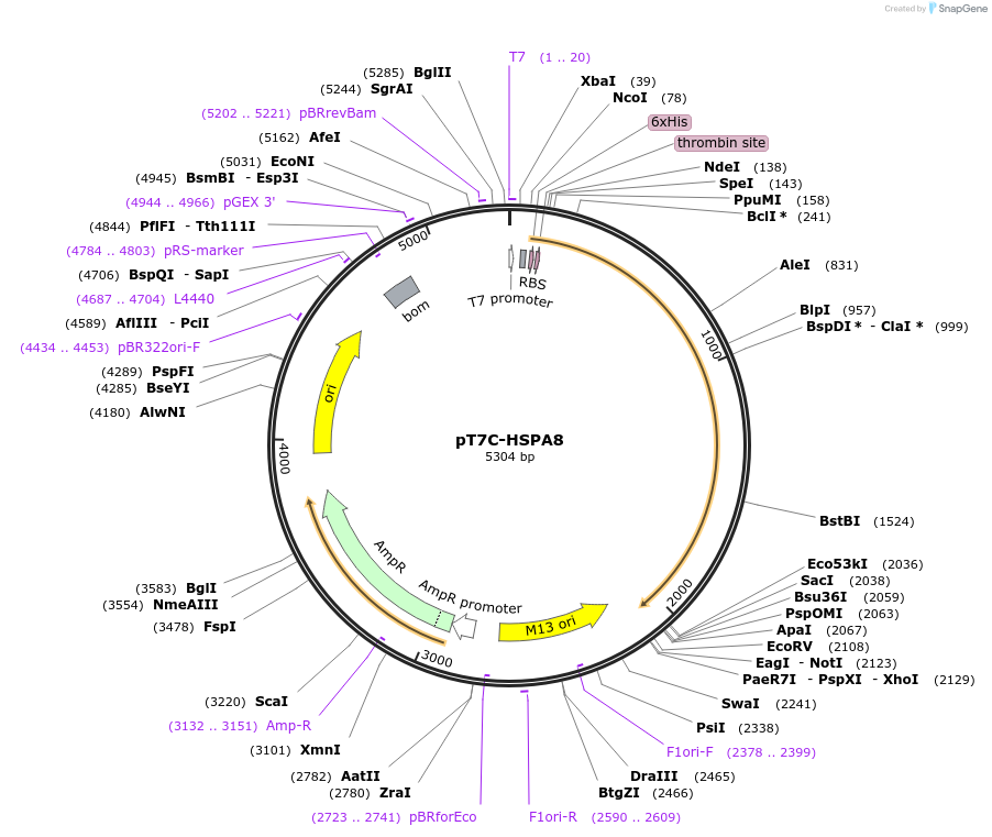 177661-plasmid-map-sequence-id-350535