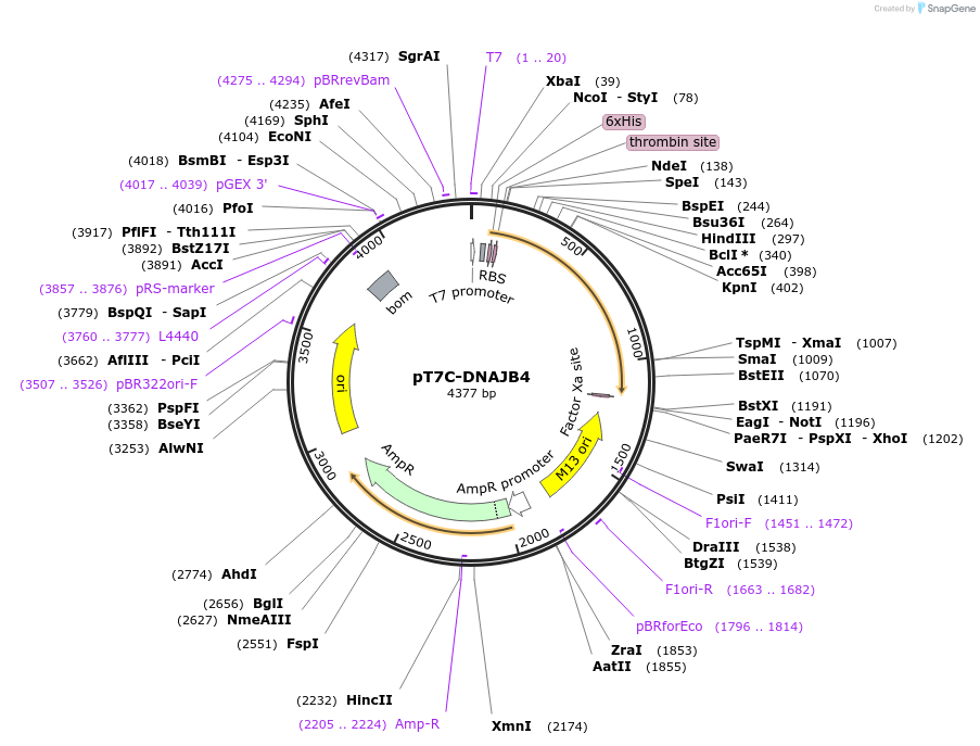 177656-plasmid-map-sequence-id-350536