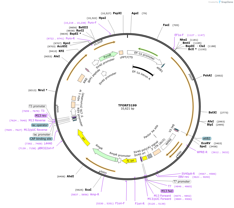144675-plasmid-map-sequence-id-350537