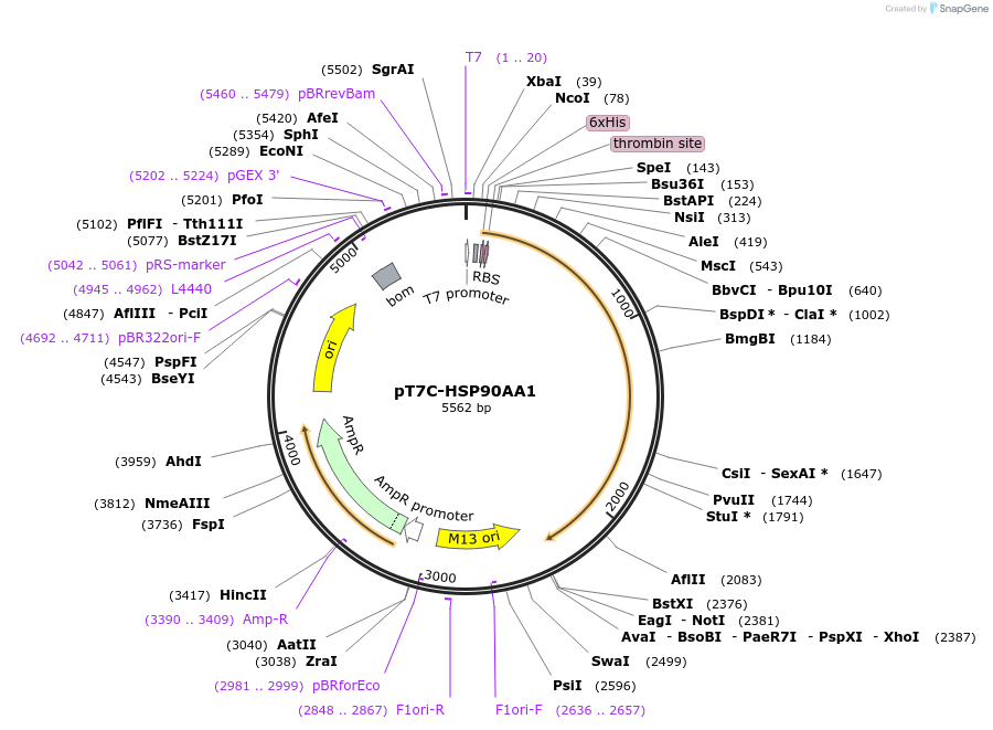 177658-plasmid-map-sequence-id-350540
