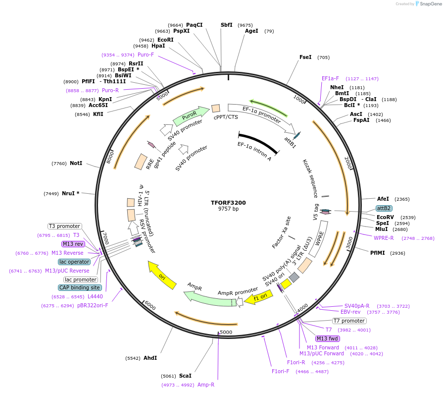 144676-plasmid-map-sequence-id-350541