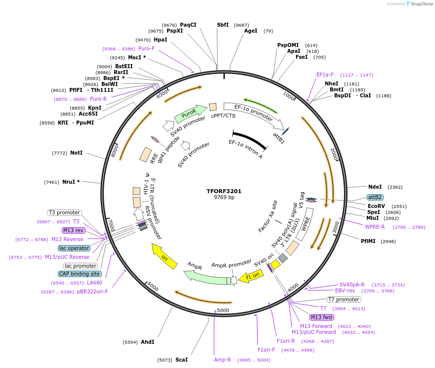 144677-plasmid-map-sequence-id-350544