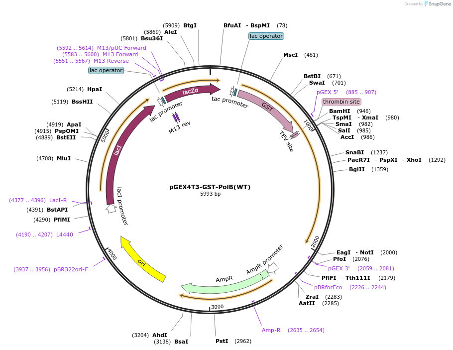 177131-plasmid-map-sequence-id-350545