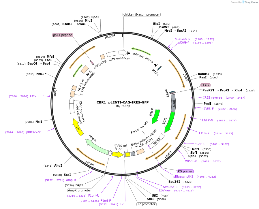 177008-plasmid-map-sequence-id-350548