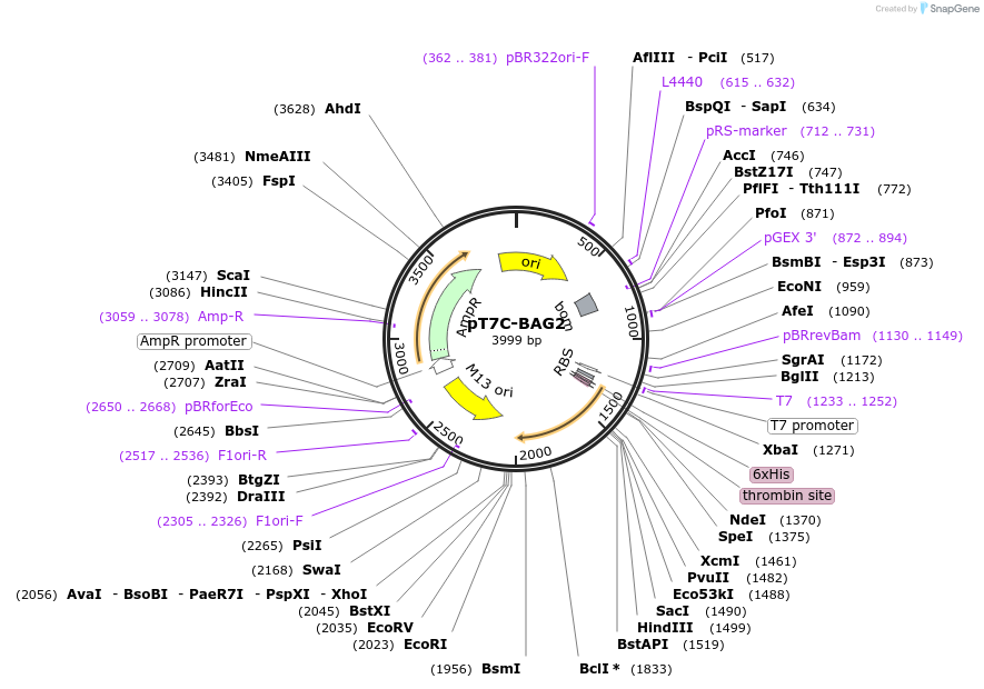 177654-plasmid-map-sequence-id-350549