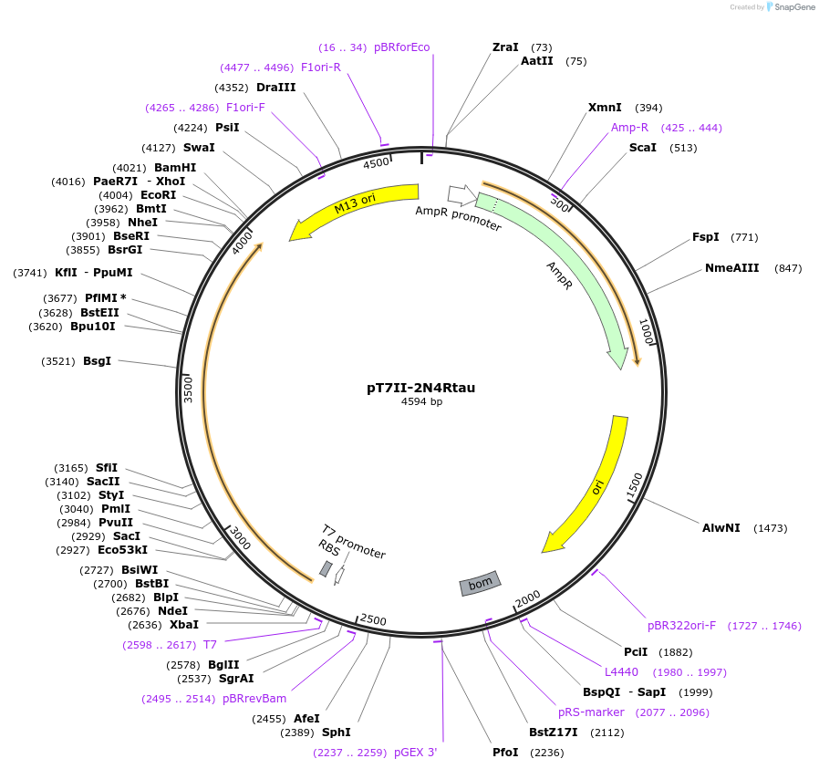 177653-plasmid-map-sequence-id-350550