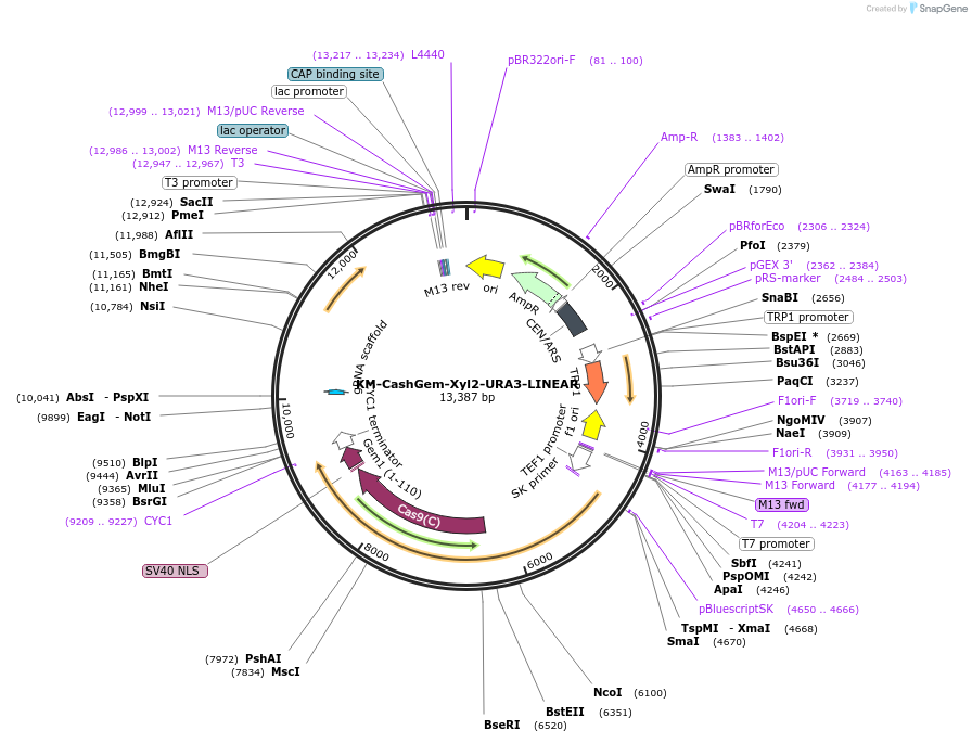 174838-plasmid-map-sequence-id-350553