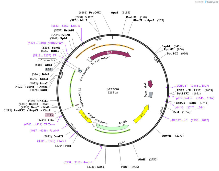 176791-plasmid-map-sequence-id-350564