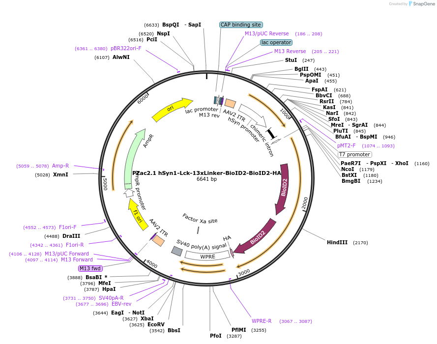 176854-plasmid-map-sequence-id-350566