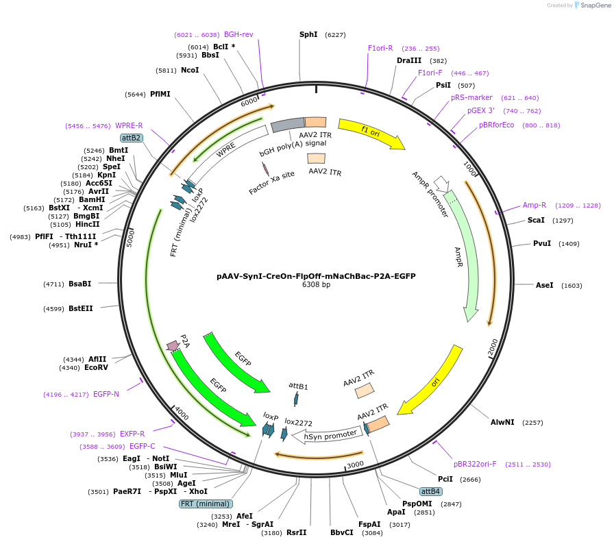 176280-plasmid-map-sequence-id-350660