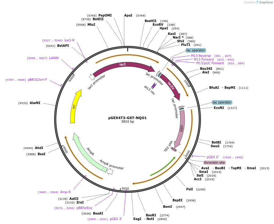 177140-plasmid-map-sequence-id-350666