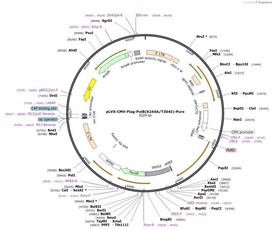 177144-plasmid-map-sequence-id-350669