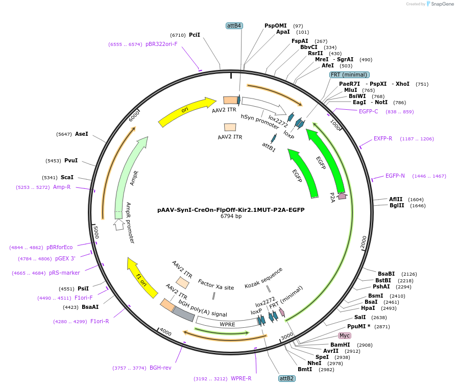 176279-plasmid-map-sequence-id-350684