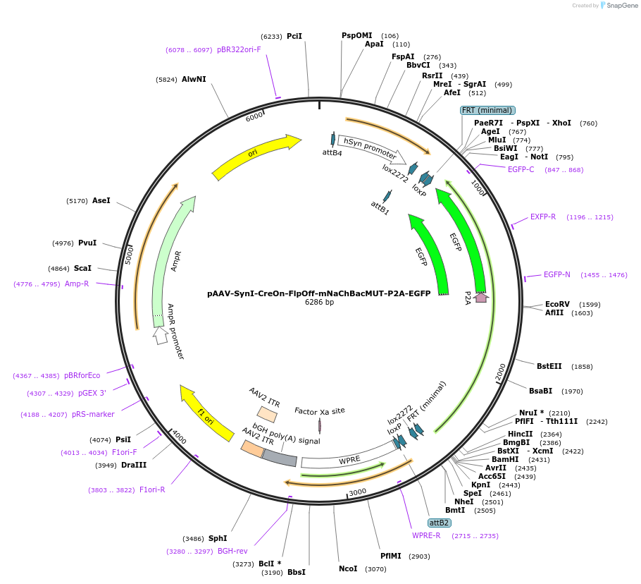 176281-plasmid-map-sequence-id-350685