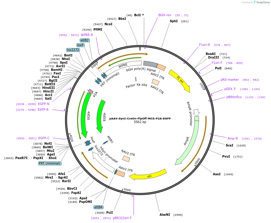 176276-plasmid-map-sequence-id-350687
