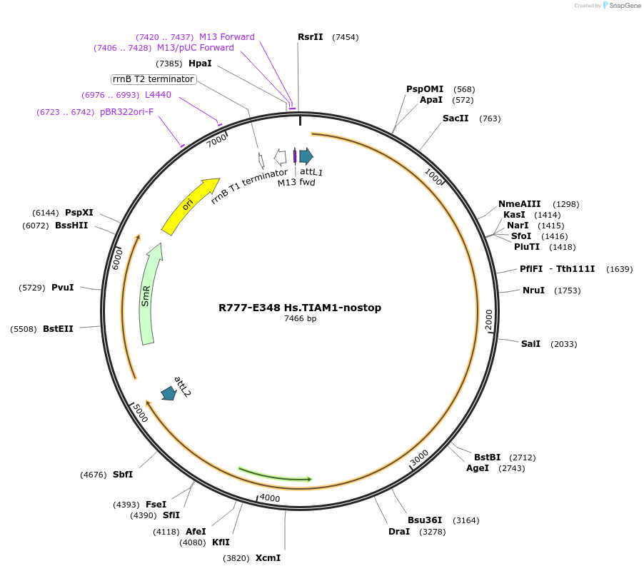70632-plasmid-map-sequence-id-350689