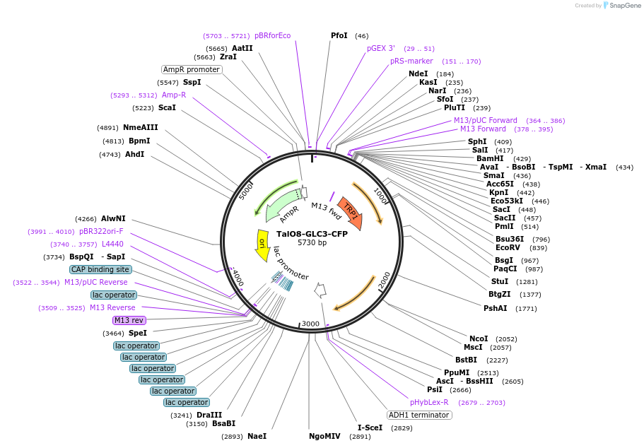 178307-plasmid-map-sequence-id-350709