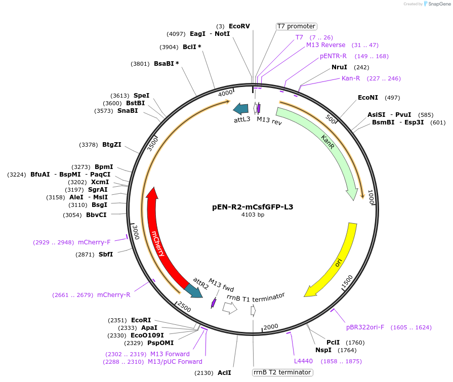 178602-plasmid-map-sequence-id-350720