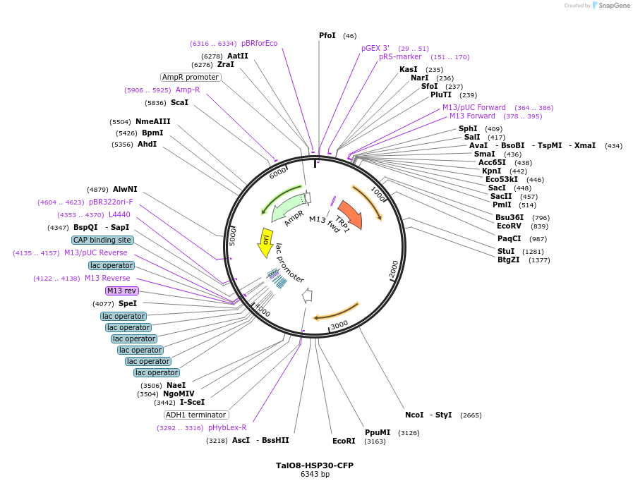178304-plasmid-map-sequence-id-350729