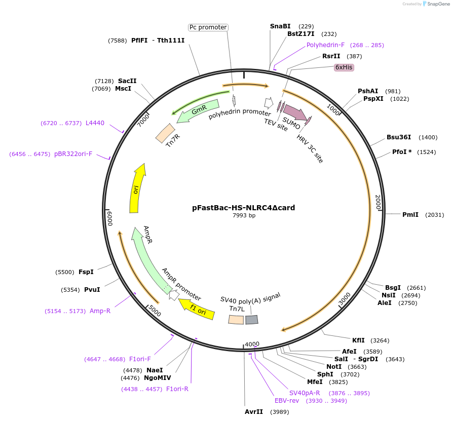 177276-plasmid-map-sequence-id-350750