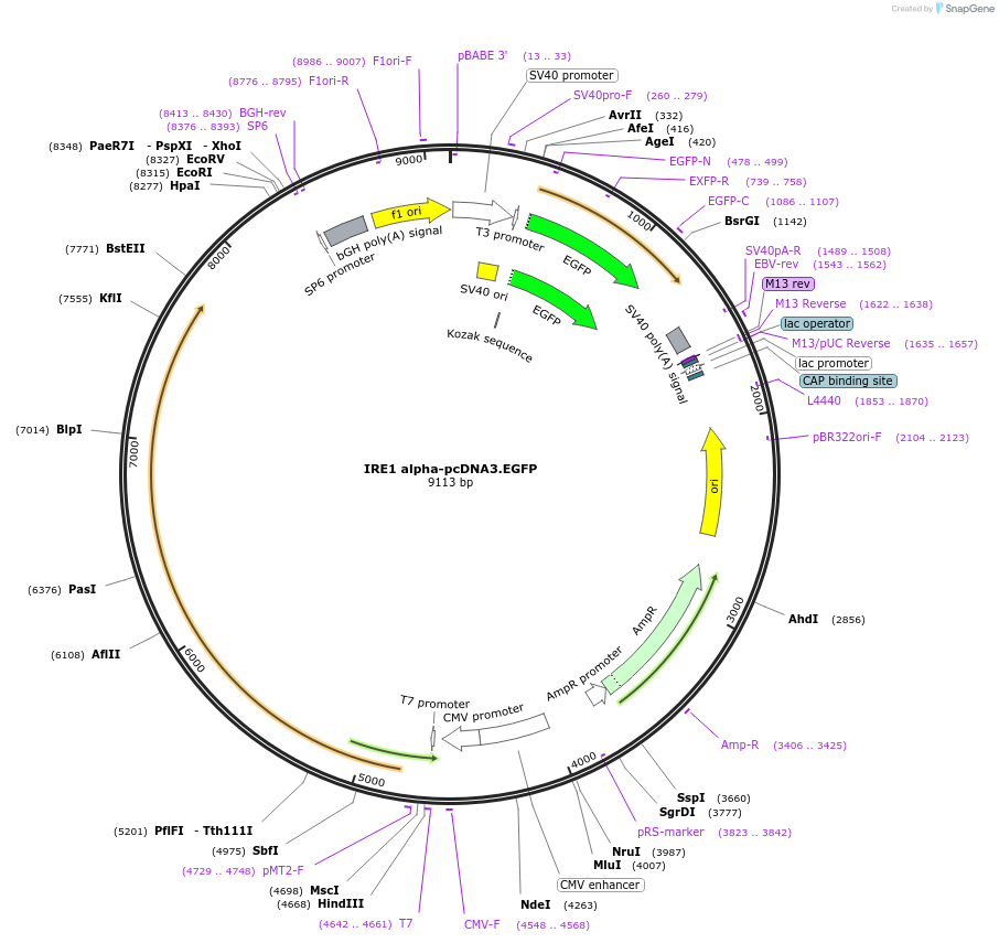13009-plasmid-map-sequence-id-350791