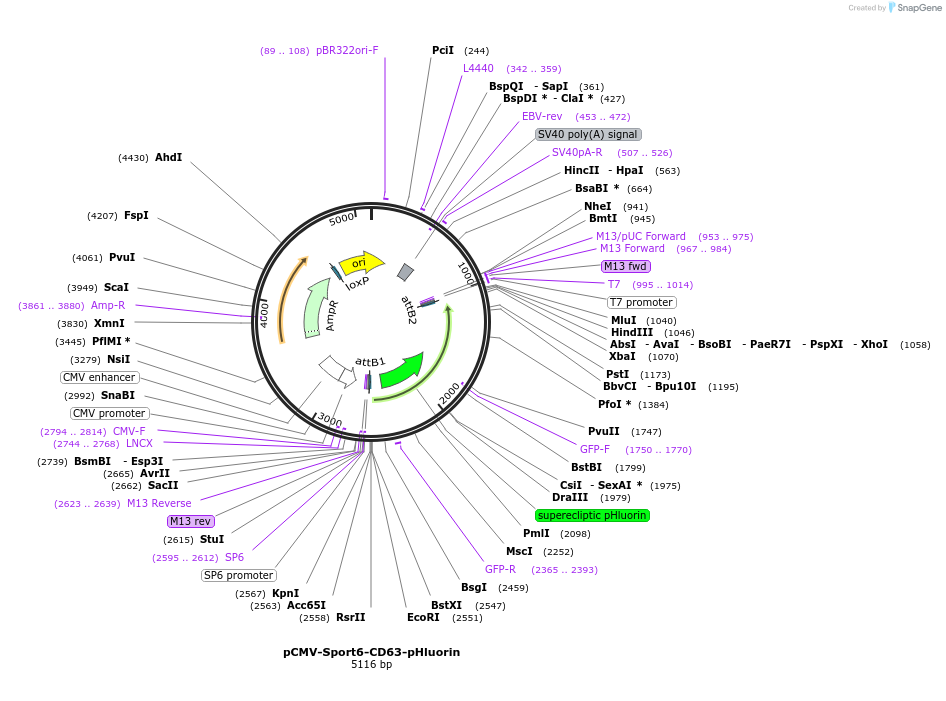 130901-plasmid-map-sequence-id-350793
