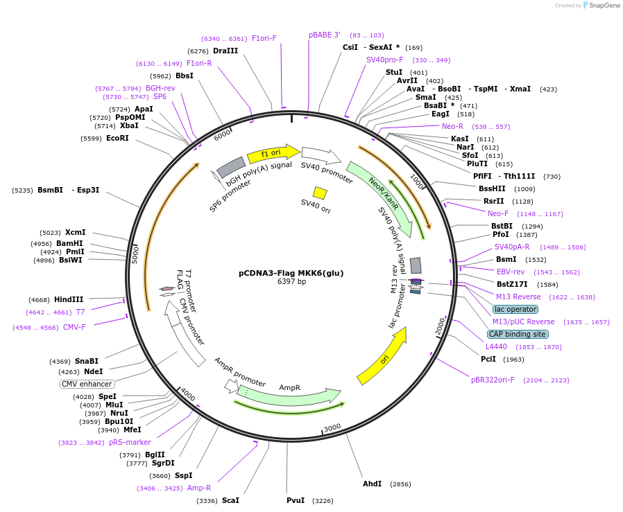 13518-plasmid-map-sequence-id-350795