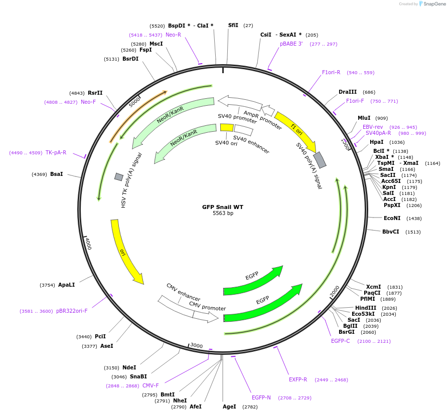 16225-plasmid-map-sequence-id-350798